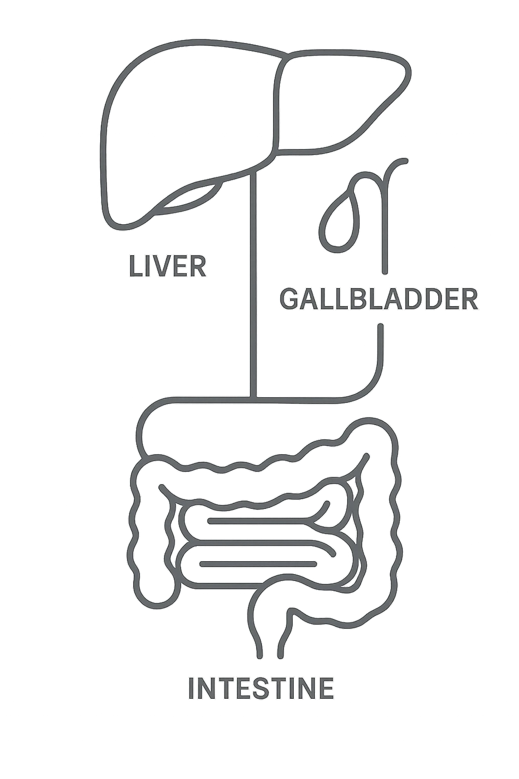 Connessione visiva con linee fegato , intestino e cistifellea emoji