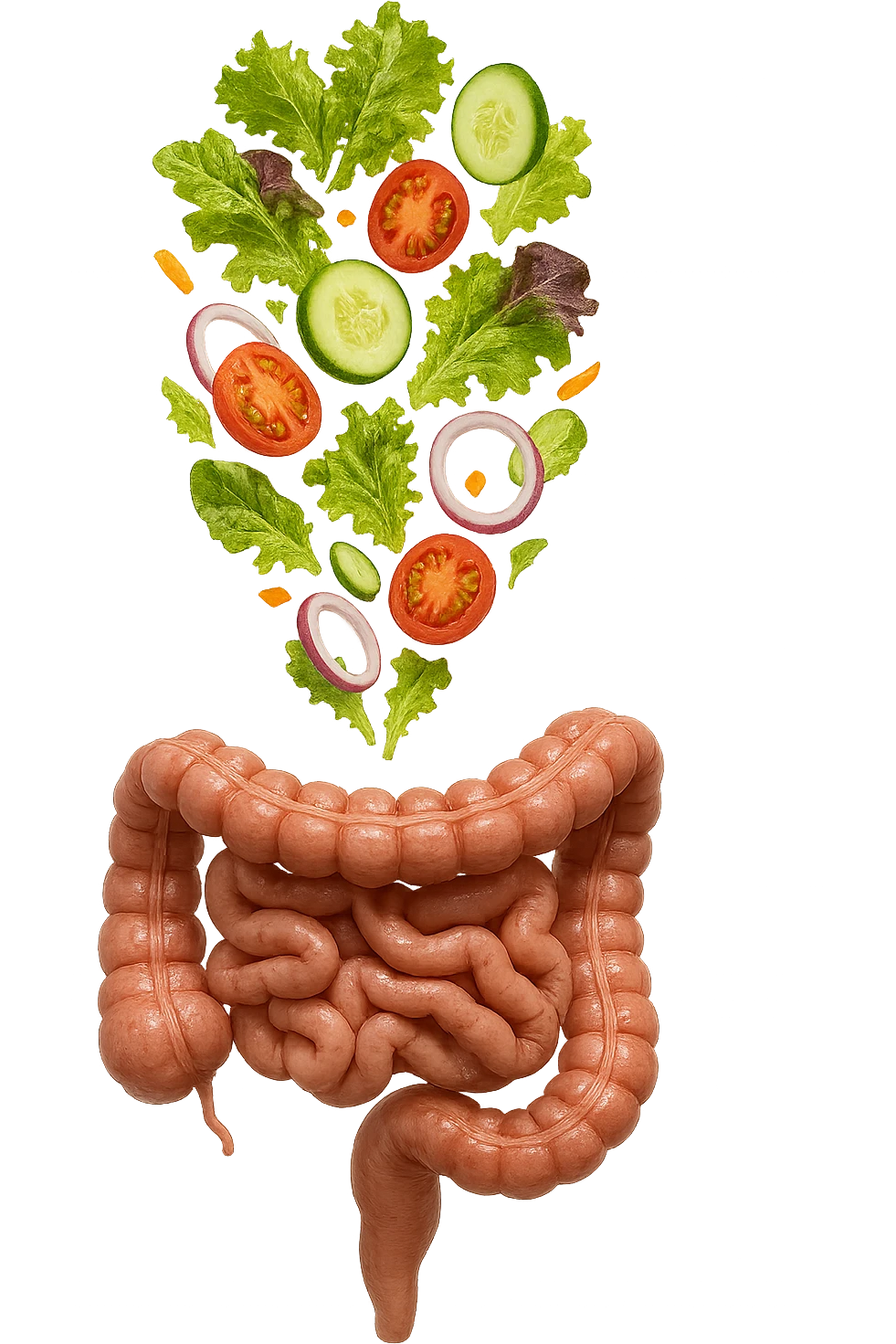 INSALATA CADE VERTICALMENTE SU UN INTESTINO ANATOMICO REALISTICO, iperrealistico 4k, ISOLATA SU SFONDO BIANCO emoji