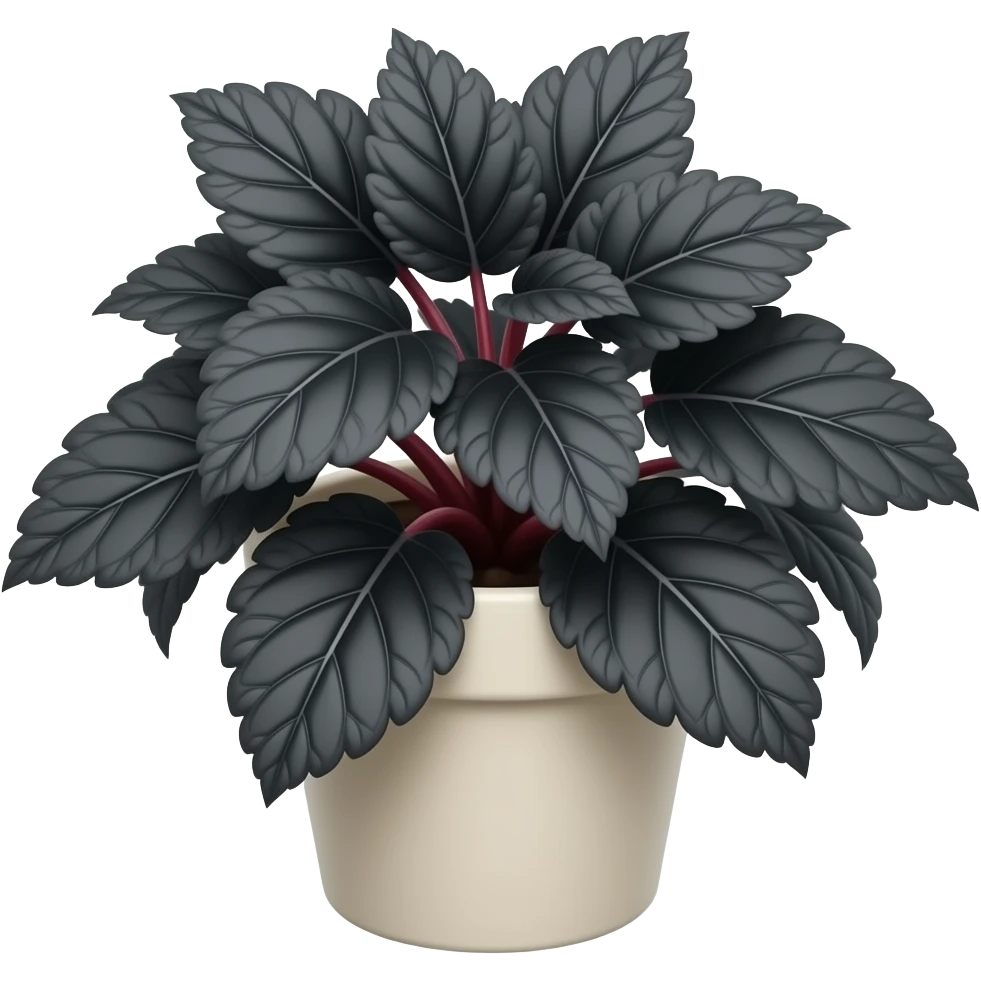 begonia rex black leaves on a pot emoji