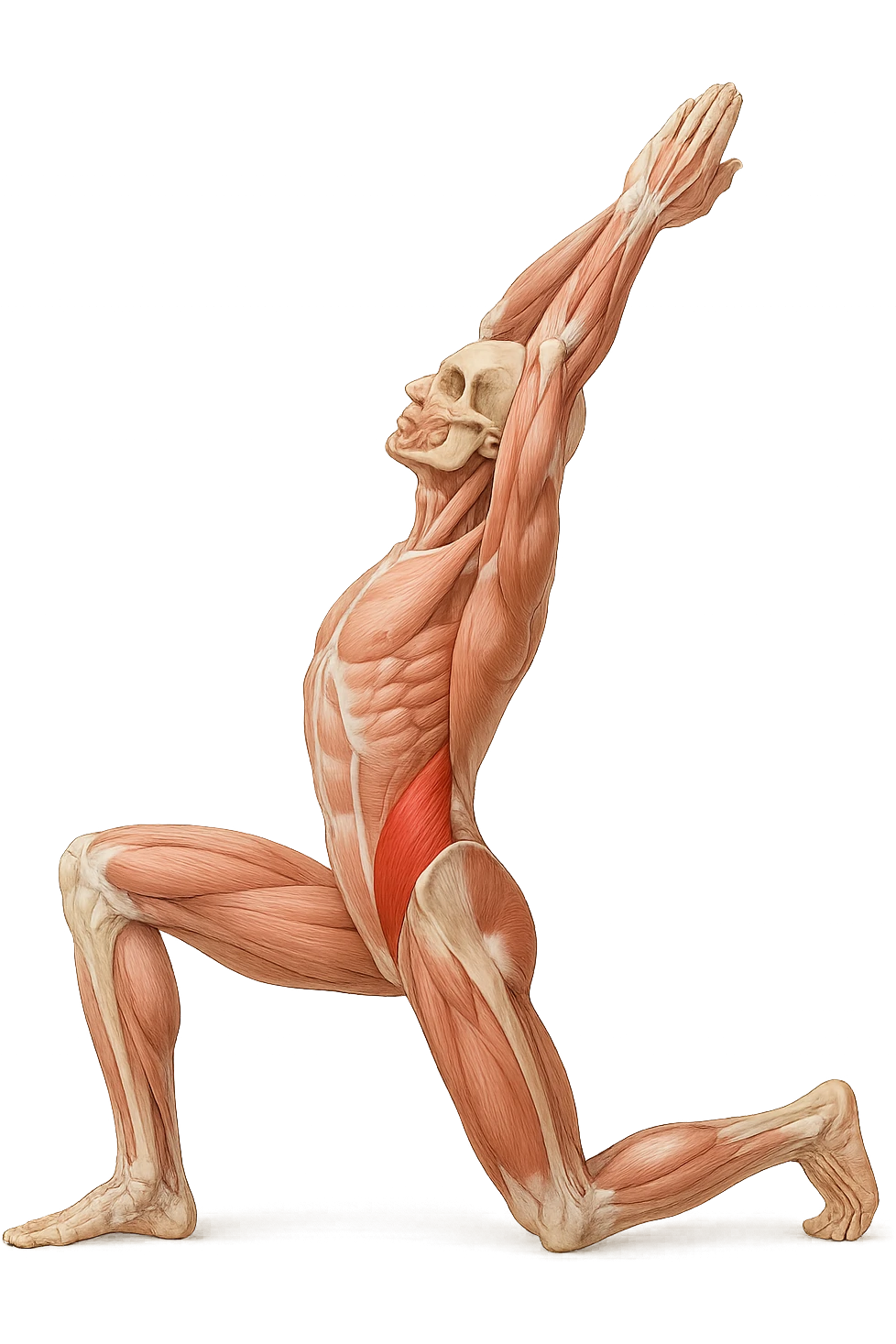 corpo umano anatomico realistico che fa stretching allungando il muscolo PSOAS, isolato su sfondo bianco emoji