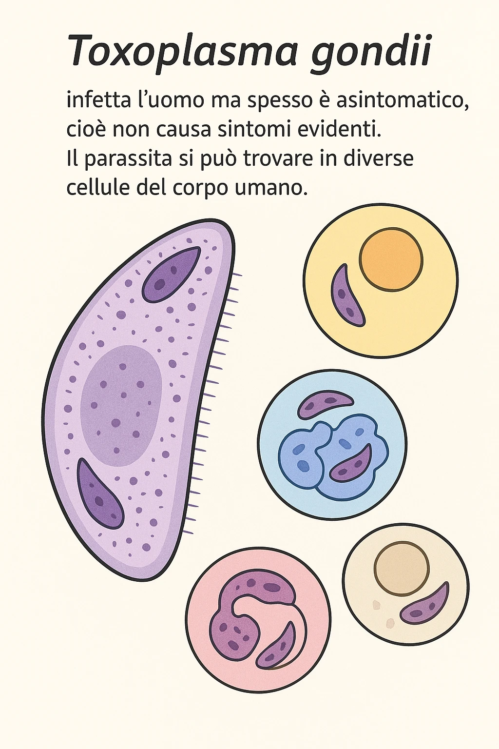 Toxoplasma gondii, infetta uomo ma non ha sintomi ed è asintomatico, tutto in italiano scritto emoji