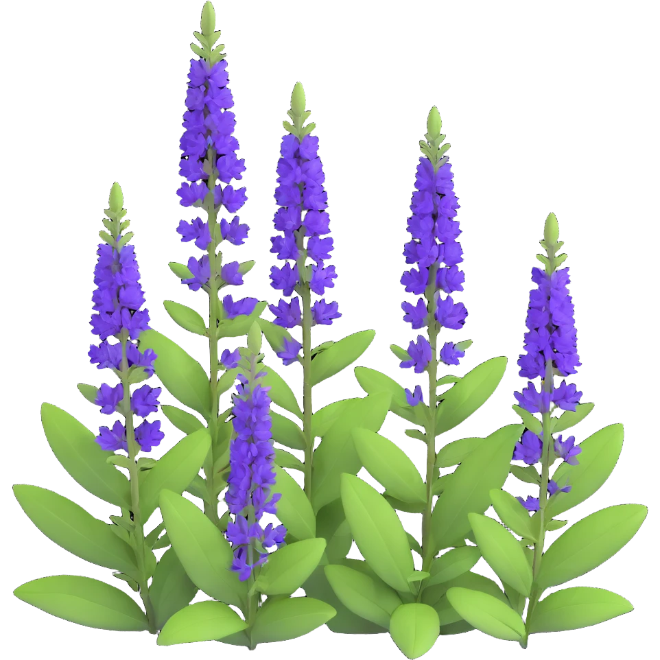 3D iOS style illustration of Salvia nemorosa, dense bush with upright purple flower spikes and green leaves, realistic and vibrant emoji