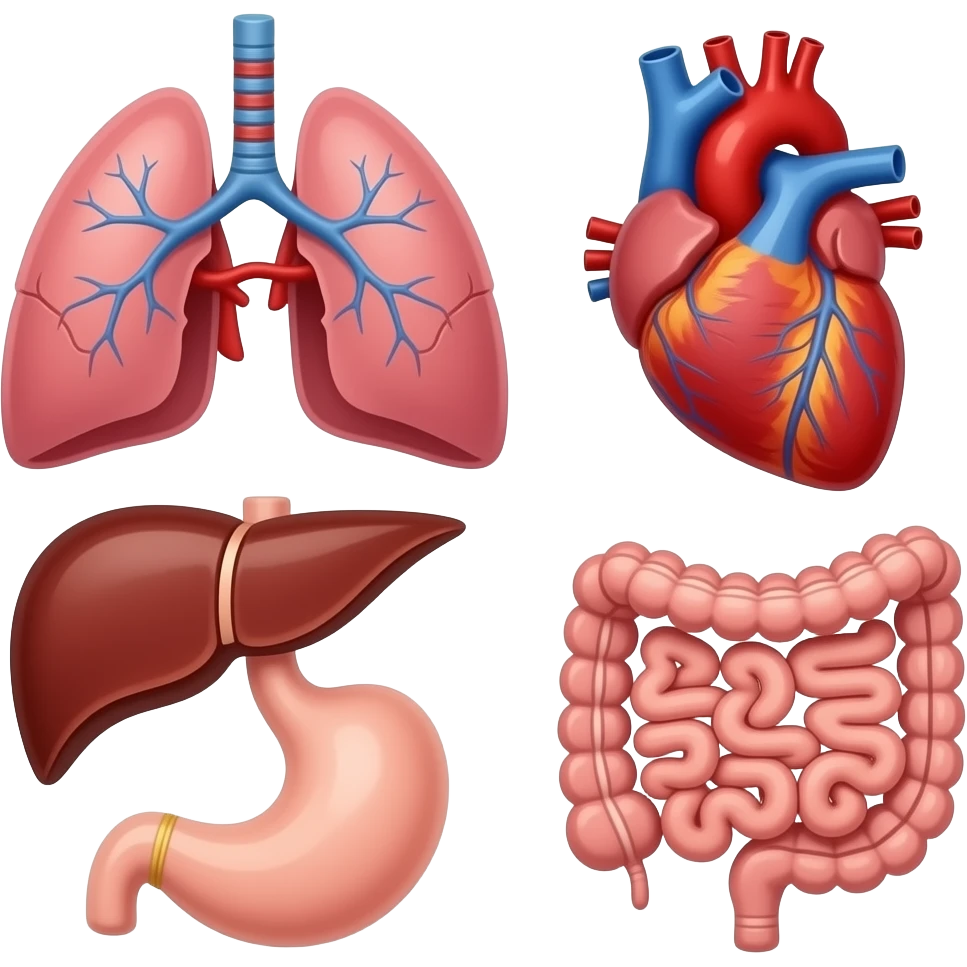 lungs heart liver stomach intestines emoji