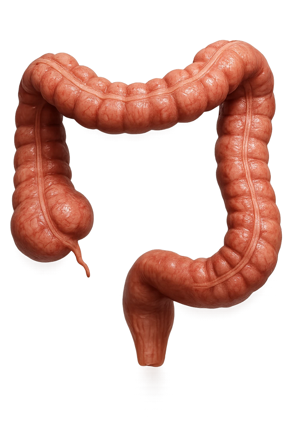 pezzetto di colon anatomico umano, iperrealistico 4k, isolato su sfondo bianco emoji