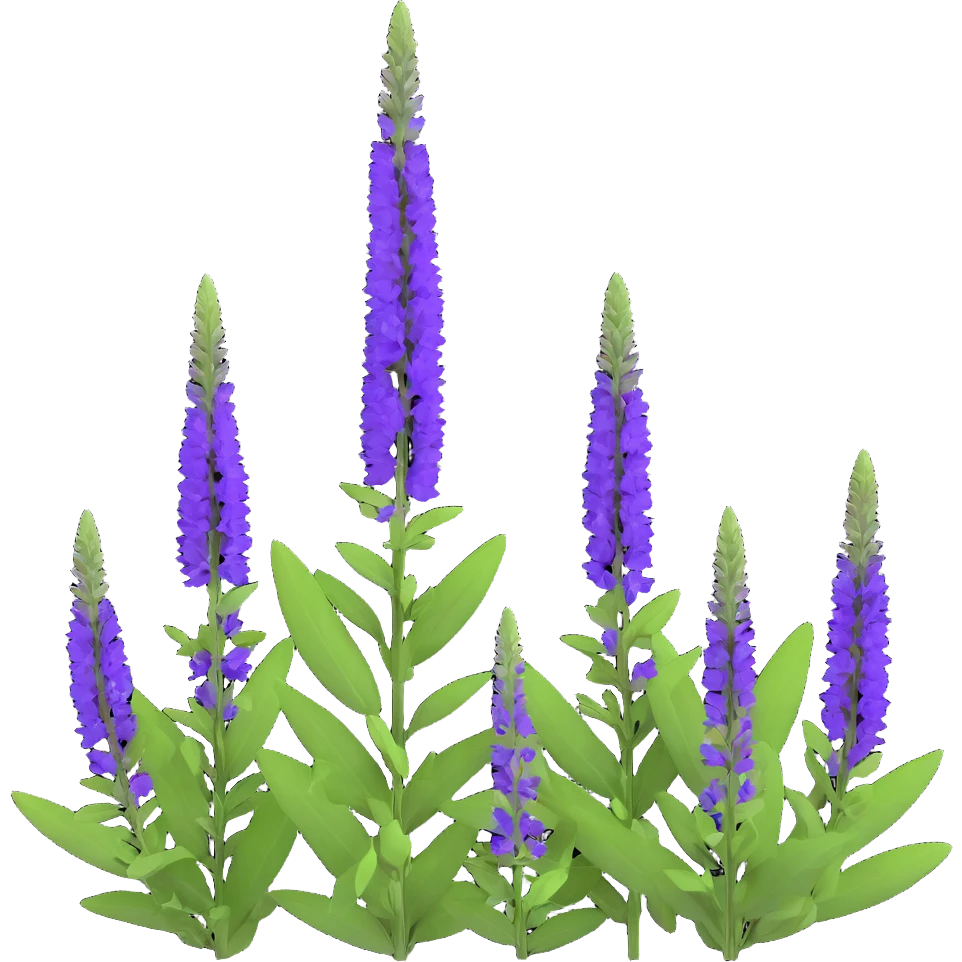 3D iOS style illustration of Salvia nemorosa (woodland sage) with upright purple flower spikes and green leaves, realistic and vibrant, on transparent background. emoji