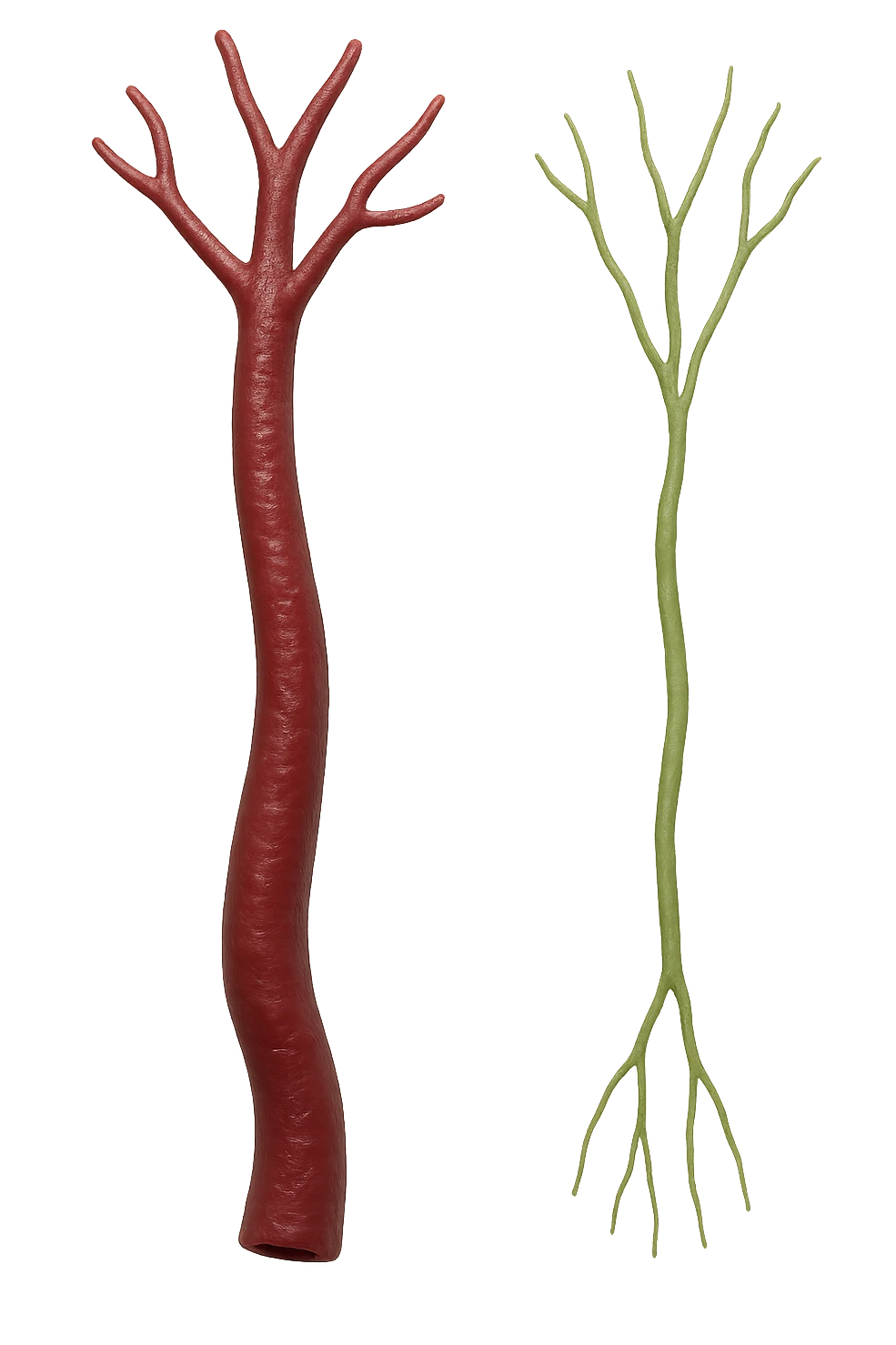 vena umana anatomica e vena linfatica realistiche, IPERREALISTICA 4K emoji