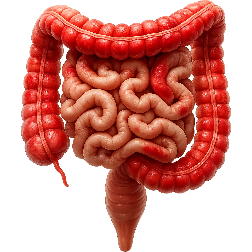 intestino umano anatomico realistico con gonfiori e rossori sul colon iperrealistico 4k emoji