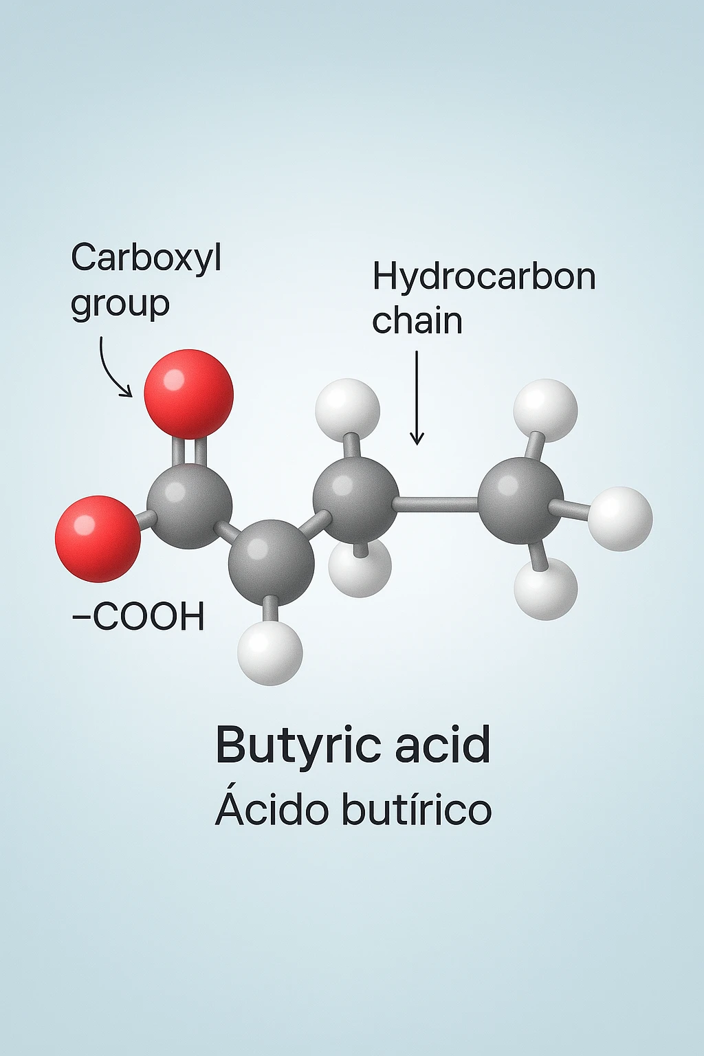 the acido butirrico molecule floats in the center, with animated arrows or labels pointing to the carboxyl group and the hydrocarbon chain. The background is a soft gradient, and the overall style is clean, professional, and suitable for educational materials. emoji