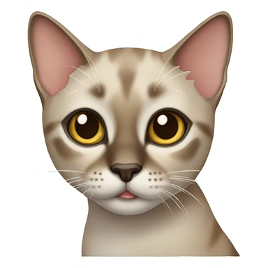 tabby siamese cat sticker