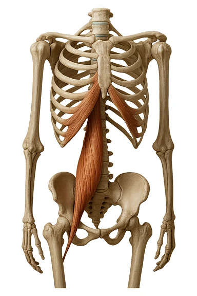 fai un immagine identica che riguarda IL MUSCOLO PSOAS i in evidenza (anatomicO) con colori naturali di un corpo umano. falla iperrealistica anatomica in 4k sticker