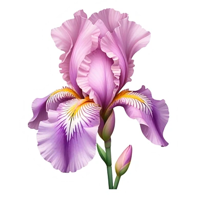 single Pink Iris, straight stem sticker