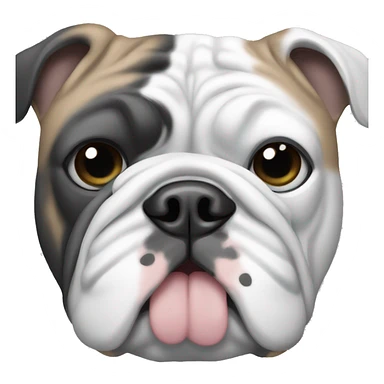 English bulldog in black gray and white with blue eyes sticker