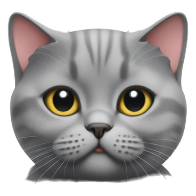 British shorthair cat with heart sticker