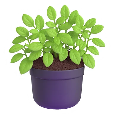 Small sprouts of Plectranthus Verticillatus with perfectly round leaves growing in a shiny metallic pot sticker