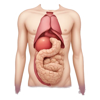 stomach anatomy sticker