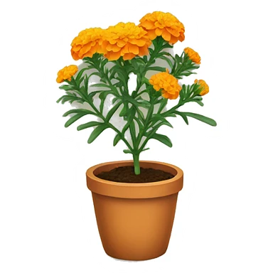 Marigold plant  sticker