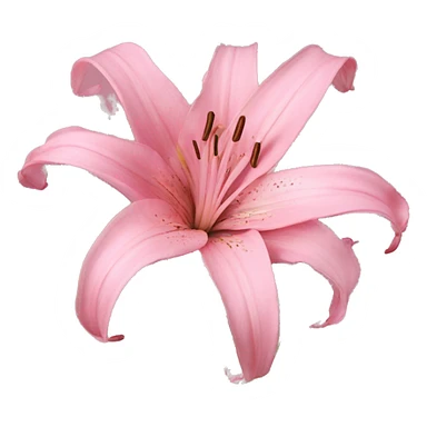 pink lillies  sticker