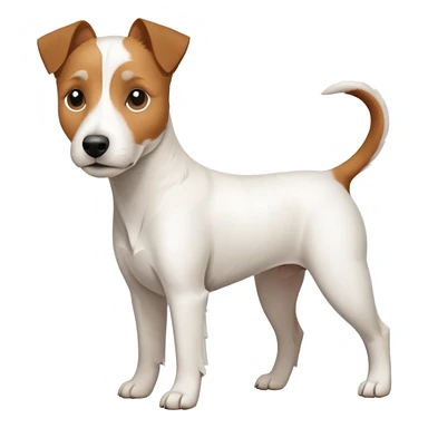 a full body large white parson russell terrier looking dog the size of a kelpie with light brown ears and a light brown patch on one eye and a large snout sticker