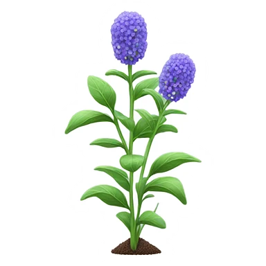 Chia cover crop sticker