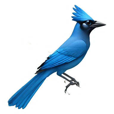 Male blue stellars jay  sticker
