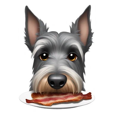 Grey Scottish terrier eating a plate of bacon  sticker