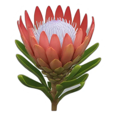 protea sticker