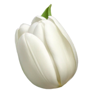 White Tulips with stem sticker