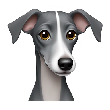 Dark grey Italian greyhound with lighter grey snout sticker