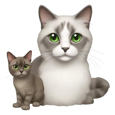 grey ragdoll cat and little brown cat with green eyes  sticker