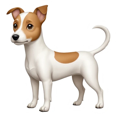 a full body white jack russel looking dog the size of a kelpie with light brown ears and a light brown patch on one eye, flopped down ears and a large snout sticker