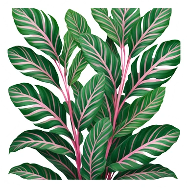 Calathea roseopicta sticker