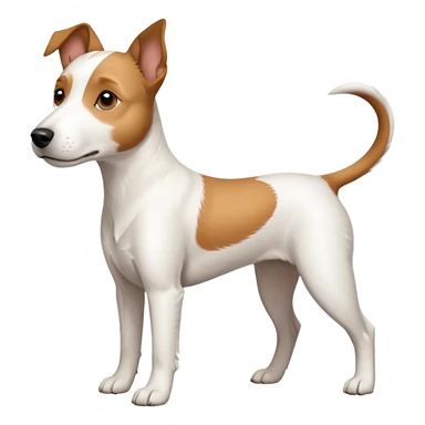 a full body large white parson russell terrier looking dog the size of a kelpie with light brown long ears and a light brown patch on one eye and a large snout sticker