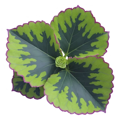 Close-up of Begonia Rex leaf center showing pronounced spiral pattern, dark green leaf with purple edges and white spots sticker