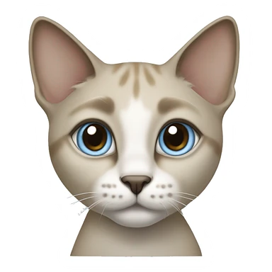 Thai breed adult cat with a light cream-brown body, dark gray nose and face, ears, and paws. sharp ears, and striking light blue eyes  sticker