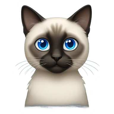 fluffy black siamese cat with blue eyes  sticker