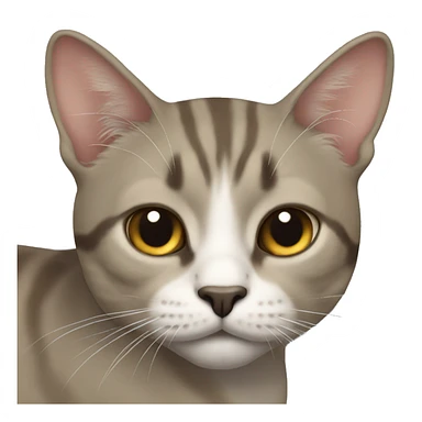  Gato costeño sticker