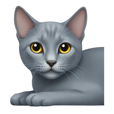 Russian blue cat with white chest laying  sticker