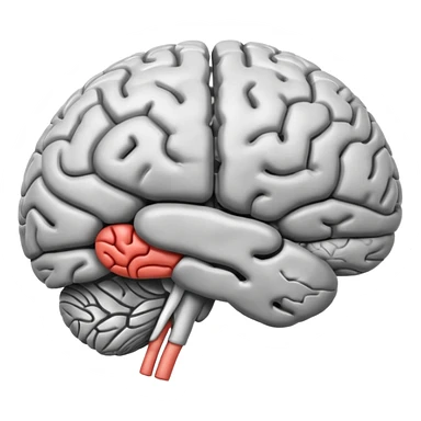 Brain anatomy  sticker