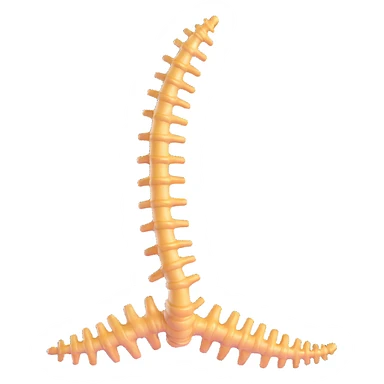human spine, anatomical, floating sticker