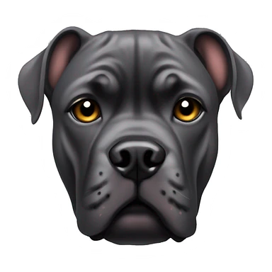 Pointy ears cane corso sticker