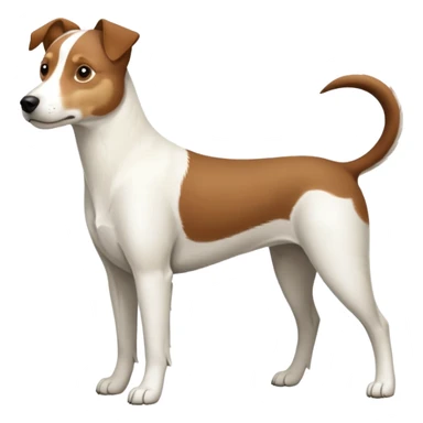 a full body large white parson russell looking dog the size of a kelpie with light brown ears and a light brown patch on one eye and a large snout sticker