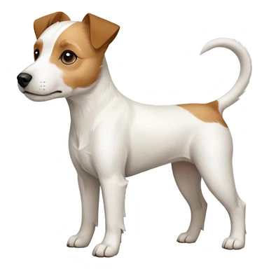 a full body white parson russell looking dog the size of a kelpie with light brown ears and a light brown patch on one eye and a large snout sticker