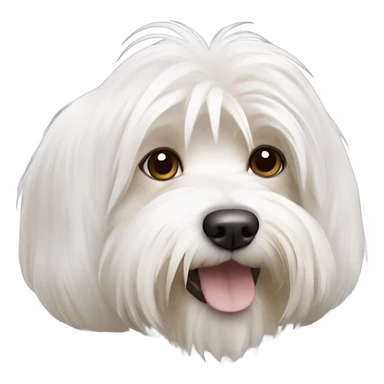 White havaneese with one brown ear  sticker