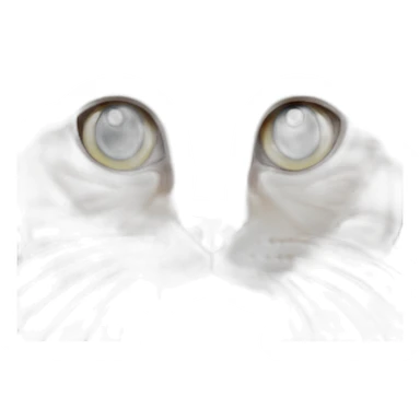 American–shorthair–cat sticker