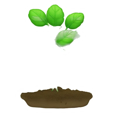 Photosynthesis sticker
