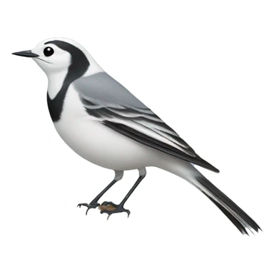 White wagtail sticker