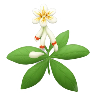 Indian Ginseng flower sticker