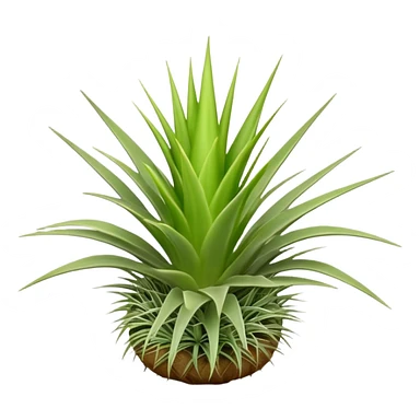 Tillandsia Capitata sticker