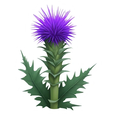 Cardoon sticker