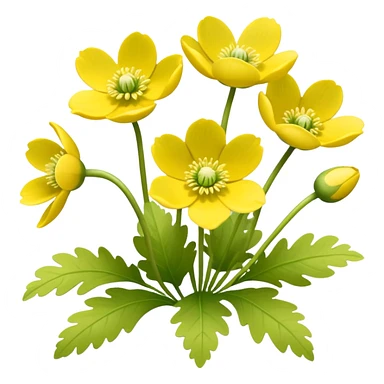 Yellow woodland anemone flowers with leafs sticker